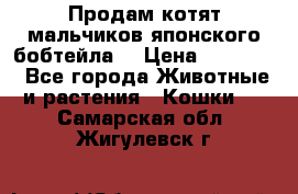 Продам котят мальчиков японского бобтейла. › Цена ­ 30 000 - Все города Животные и растения » Кошки   . Самарская обл.,Жигулевск г.